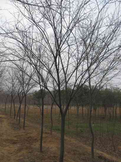 红榉价格浮动，苗圃榉树价格信息