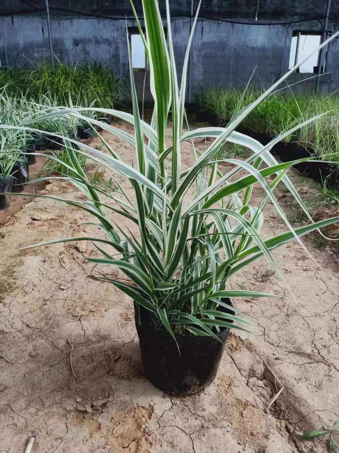 花叶芦竹的养殖方法/北京大兴花叶芦竹种植基地