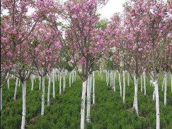 樱花价格优价，苗圃樱花树苗价格