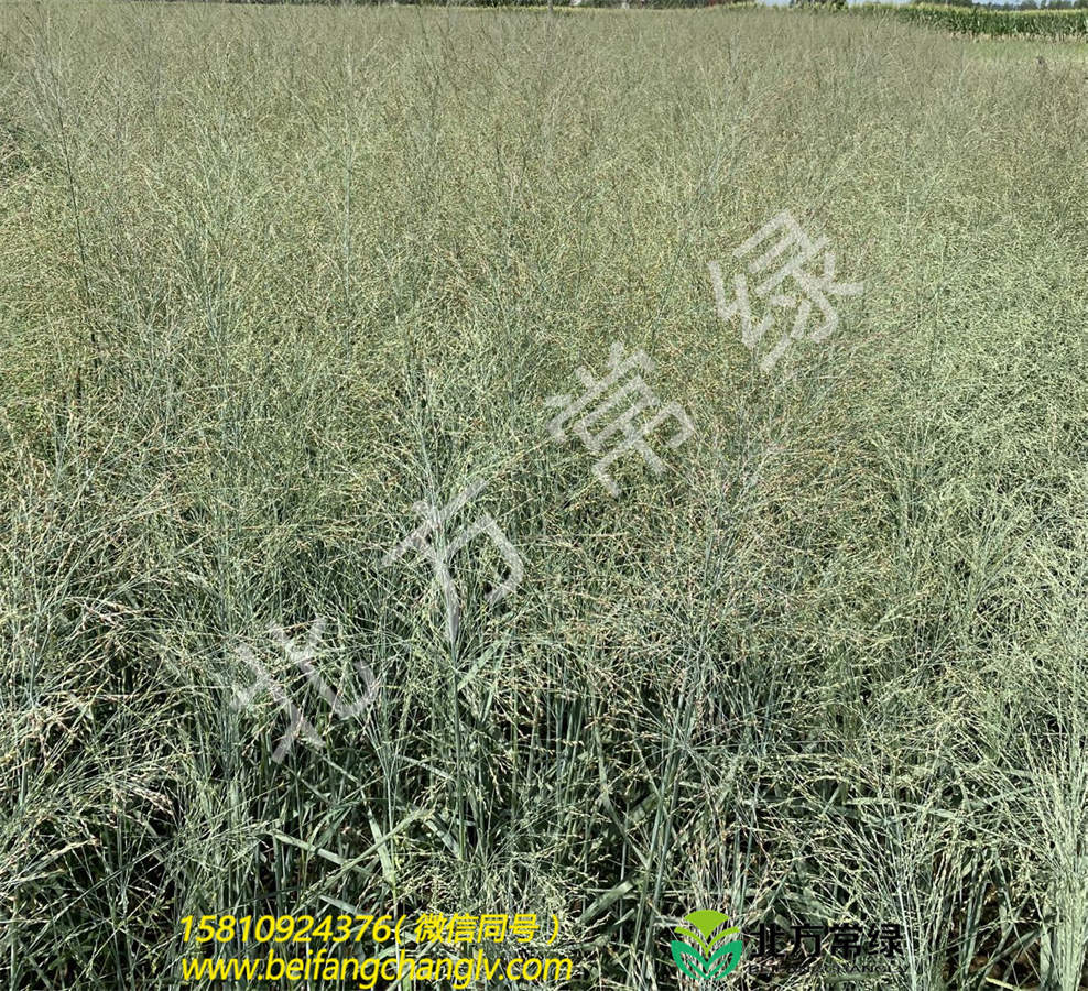 北京柳枝稷供应基地推荐北方常绿
