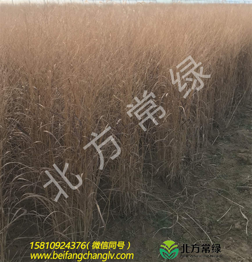 柳枝稷地栽苗批发供应-北京大兴本地苗