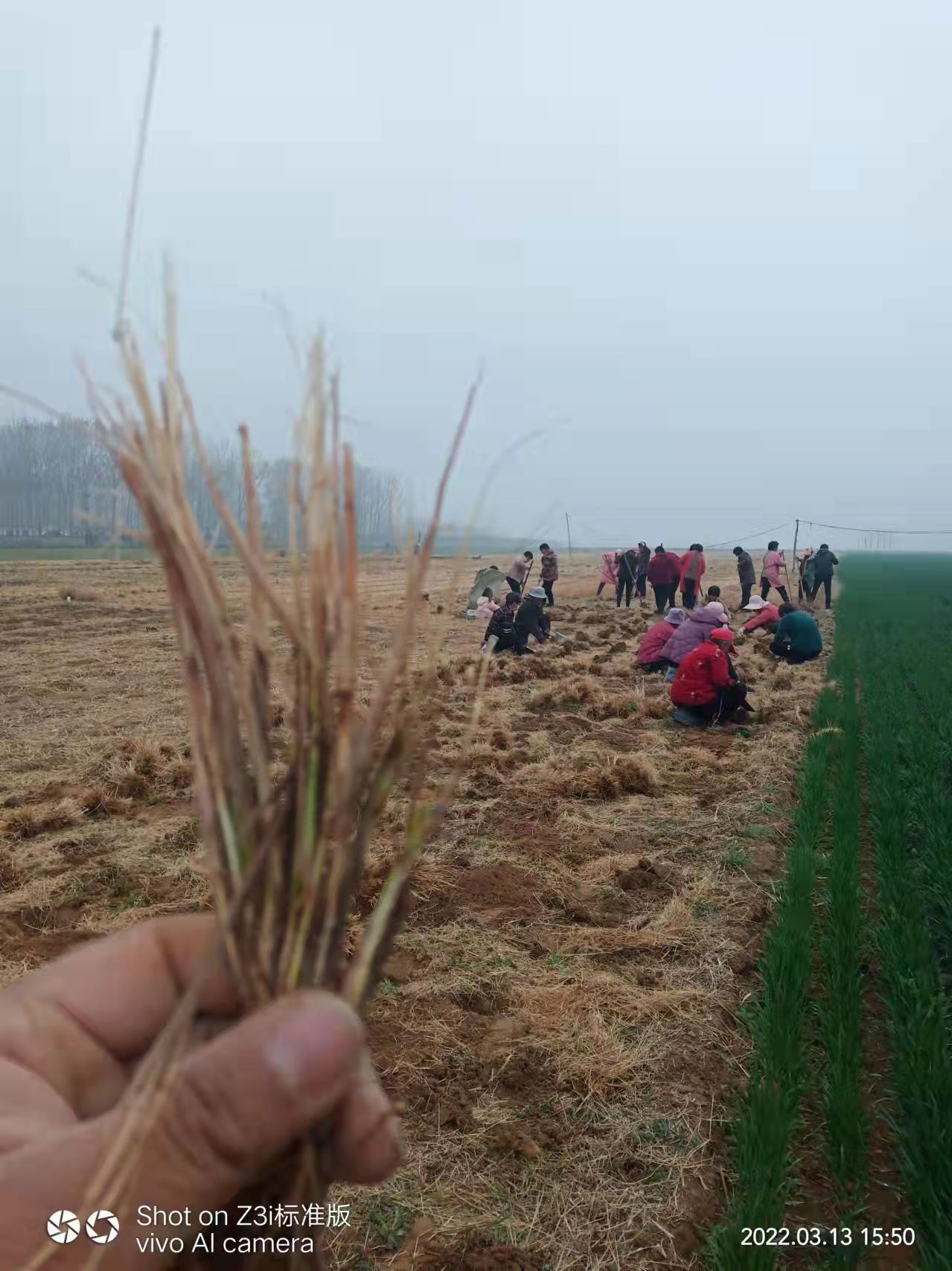 小兔子狼尾草地栽苗正是装盆季节