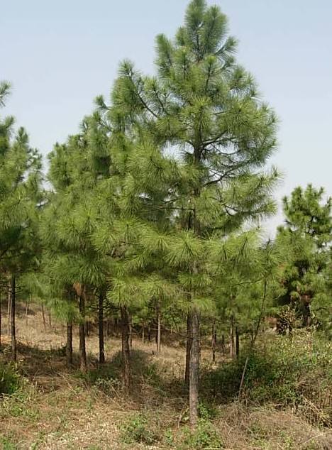 湿地松价格信息，苗圃湿地松苗木价格