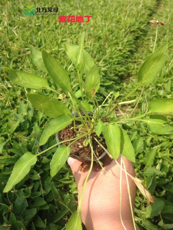 【紫花地丁养殖时需要注意什么】北京种植厂家批发