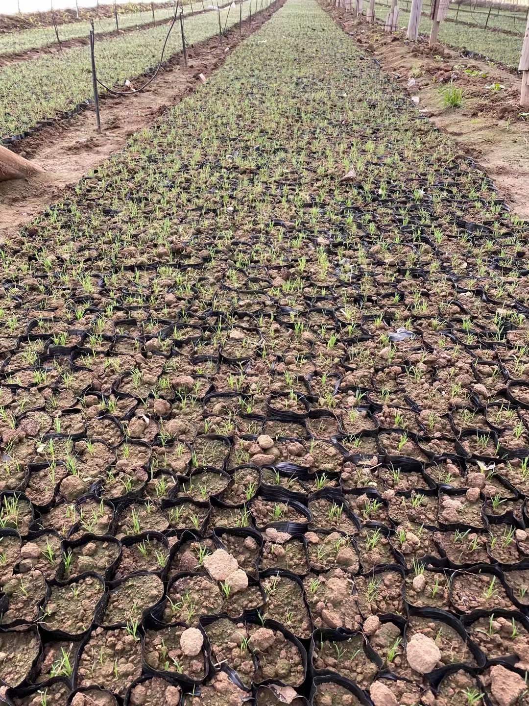 野牛草厂家现有大量草籽供应 价格低发芽率高