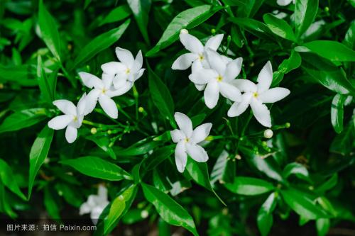 栀子花球价格更新，汤泉栀子花球价格