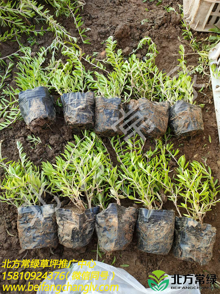 垂盆草种植基地 垂盆草供应价格 北京垂盆草