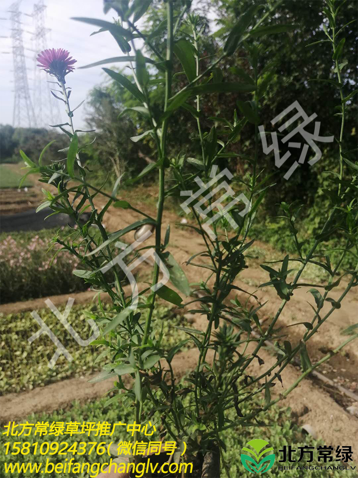 荷兰菊厂家分享 荷兰菊栽培技术 荷兰菊供应价格