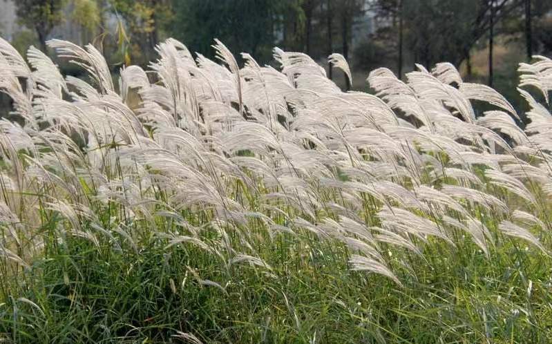 荻草的田间管理【北京大兴荻草种植基地批发】