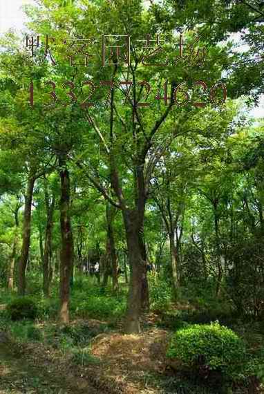 大叶朴价格更新，移植大叶朴树树苗价格