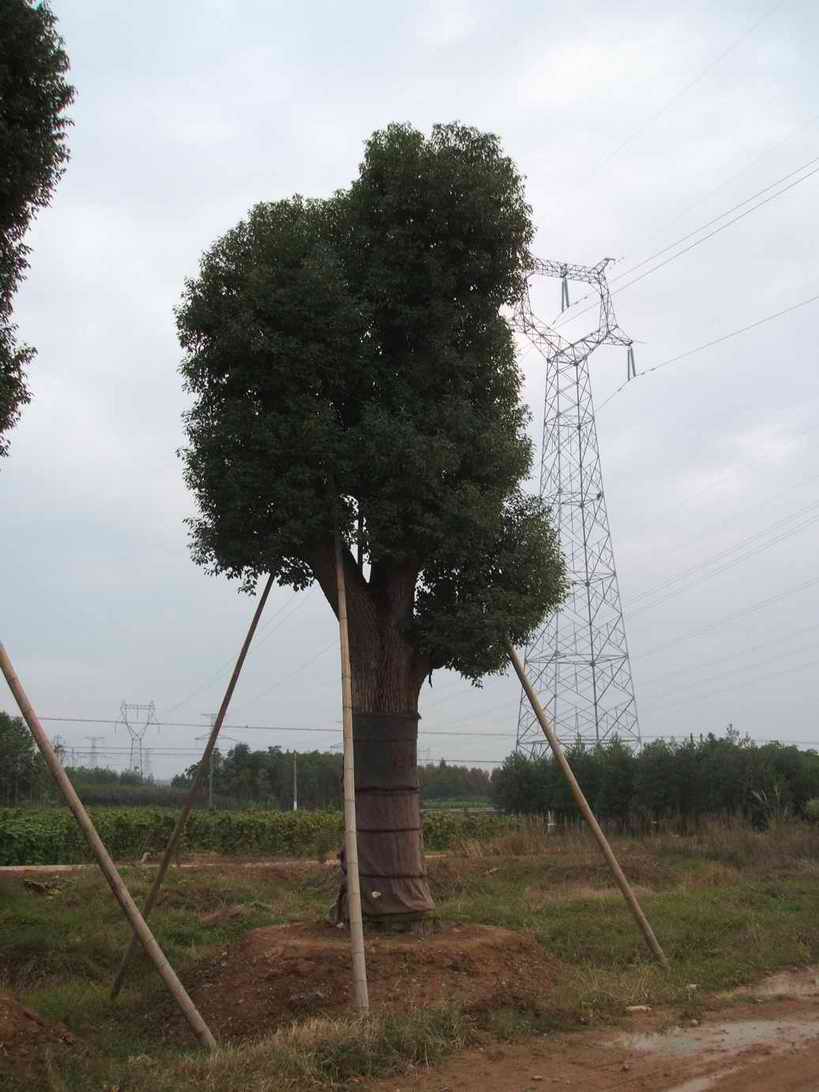 大叶朴树价格一览，移植大叶朴树苗价格