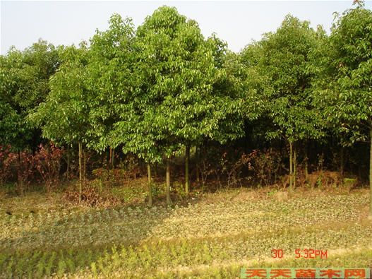 香樟价格，移植香樟树价格