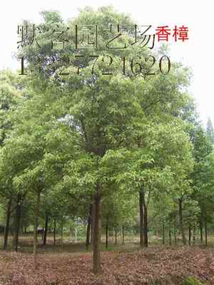 香樟价格一览，移植香樟树价格报价