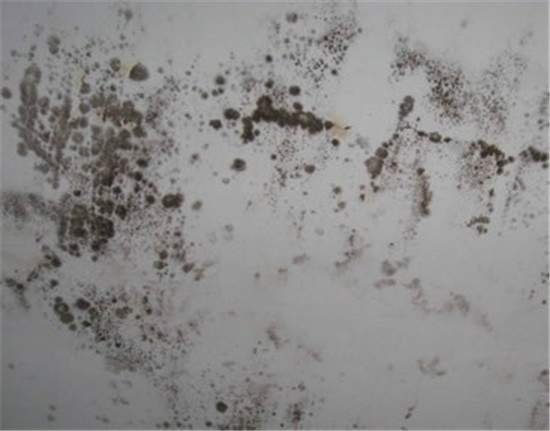 广州番禺区灵山墙面清理霉渍，天花发霉处理，霉菌斑有效清理