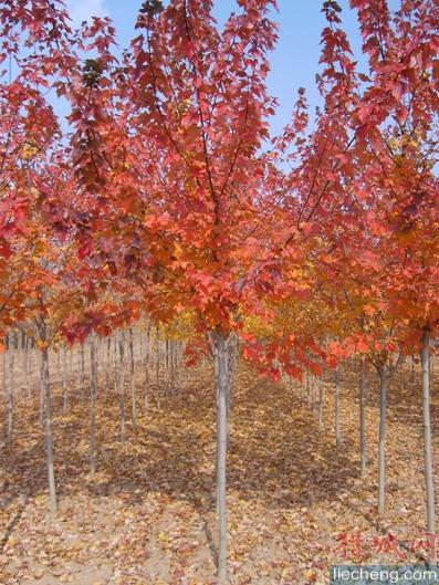 红栎价格浮动，美国红栎树苗价格
