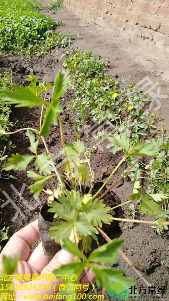 委陵菜形态特征 北京委陵菜种植基地 低价供应地栽苗