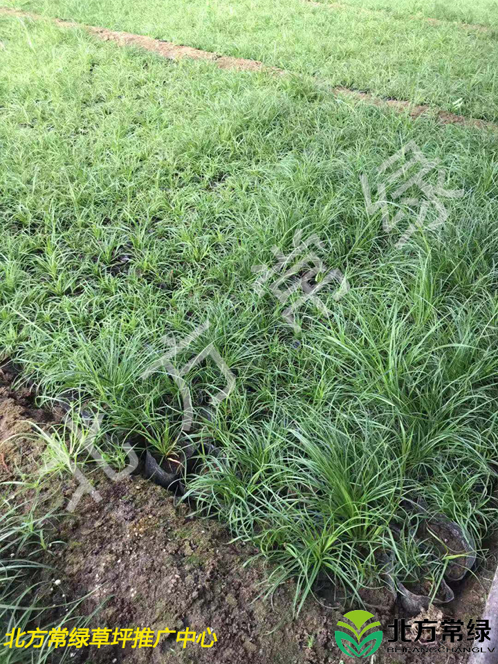 披针叶苔草营养钵苗基地批发直供，货源充足！