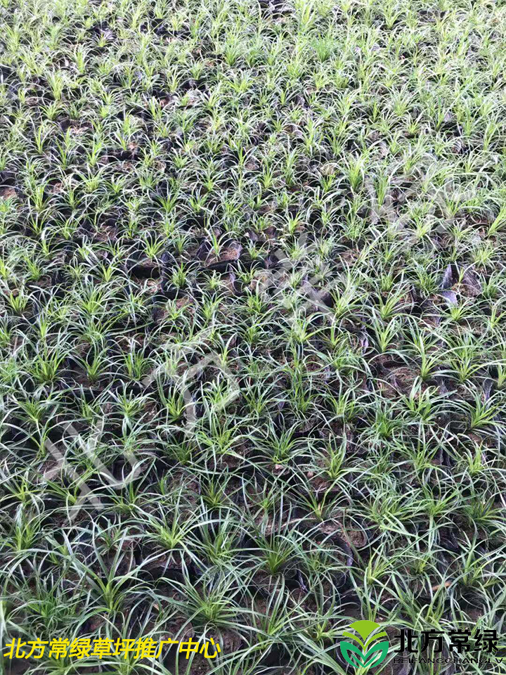 披针叶苔草基地就选北方常绿草坪！