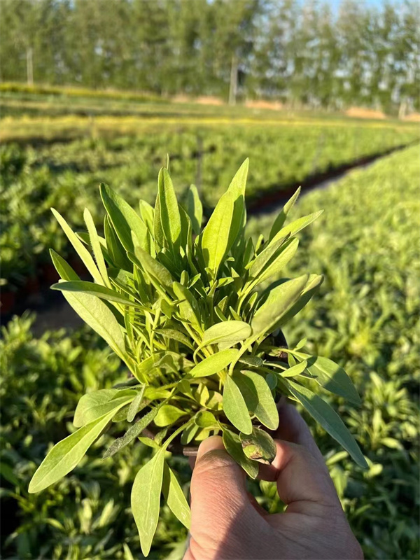 北京金鸡菊种植基地-批发金鸡菊营养杯苗