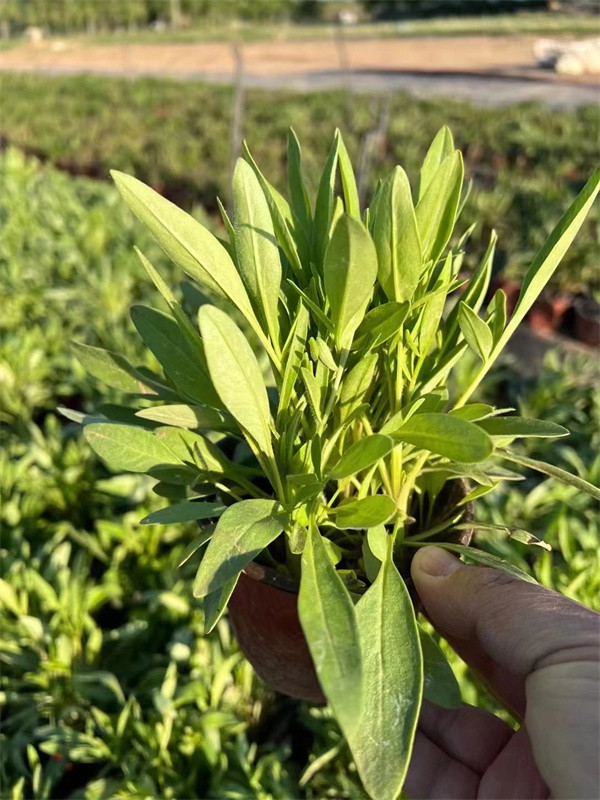 北京金鸡菊批发基地-金鸡菊裸根苗种植基地