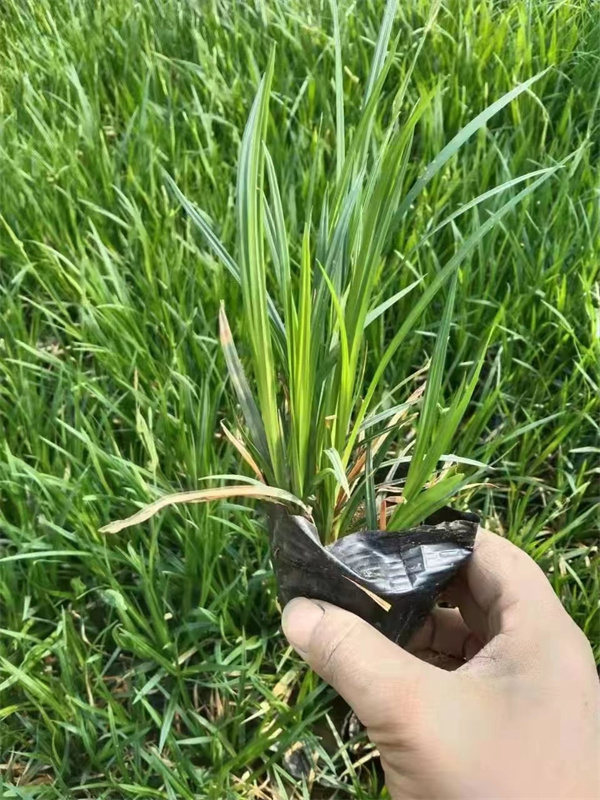 北京崂峪苔草种植基地-批发崂峪苔草营养杯苗