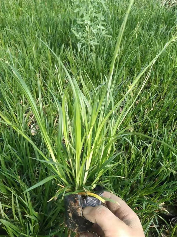 崂峪苔草盆栽苗-北京崂峪苔草厂家常年供应