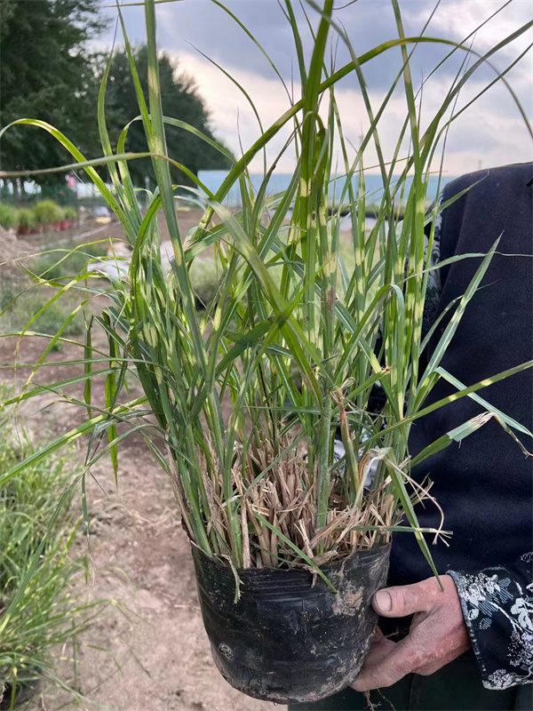 北京斑叶芒价格-斑叶芒厂家低价大量供应