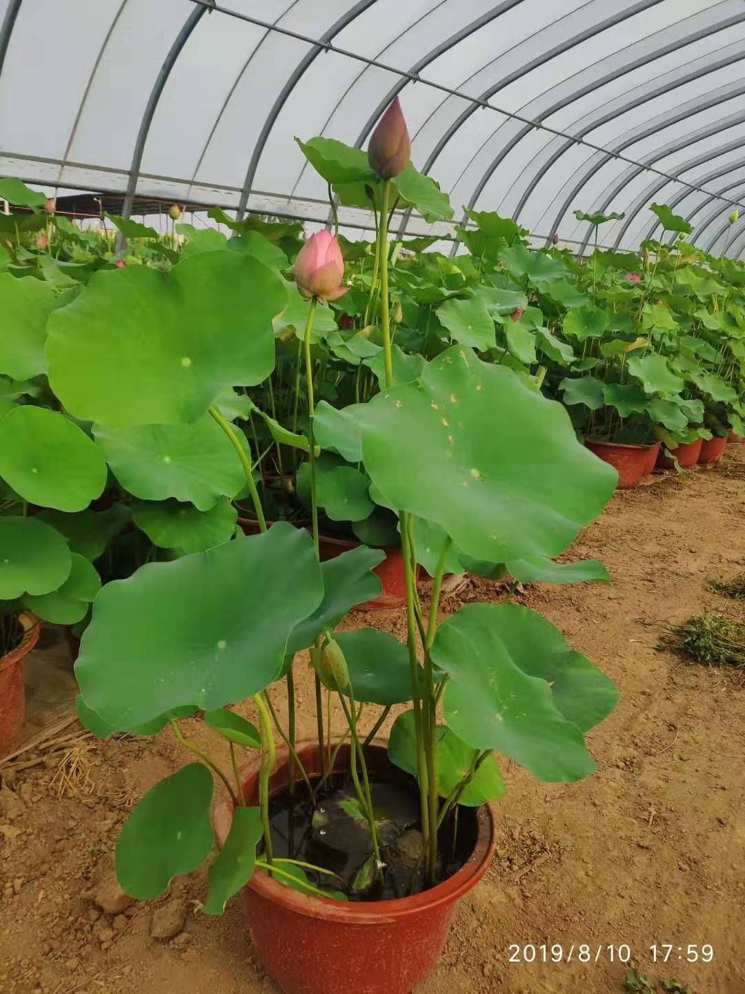 太原盆栽荷花价格