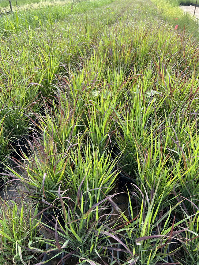 火焰柳枝稷杯苗供应基地，北京本地苗