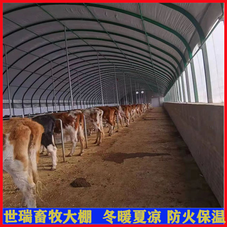 宁津县世瑞畜牧设备养牛大棚施工规划