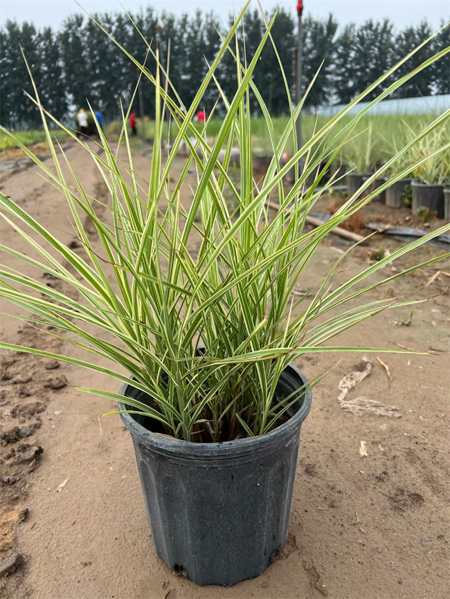 北京花叶芒种植基地-批发花叶芒营养杯苗