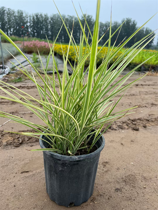 花叶芒小苗种植，四季花叶芒基地出售