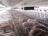 猪场自动化料线运用及优点