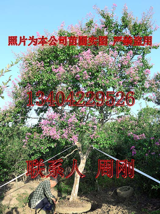 苏州紫薇树种植基地 紫薇花苗圃 百日红 苏州市别墅绿化工程