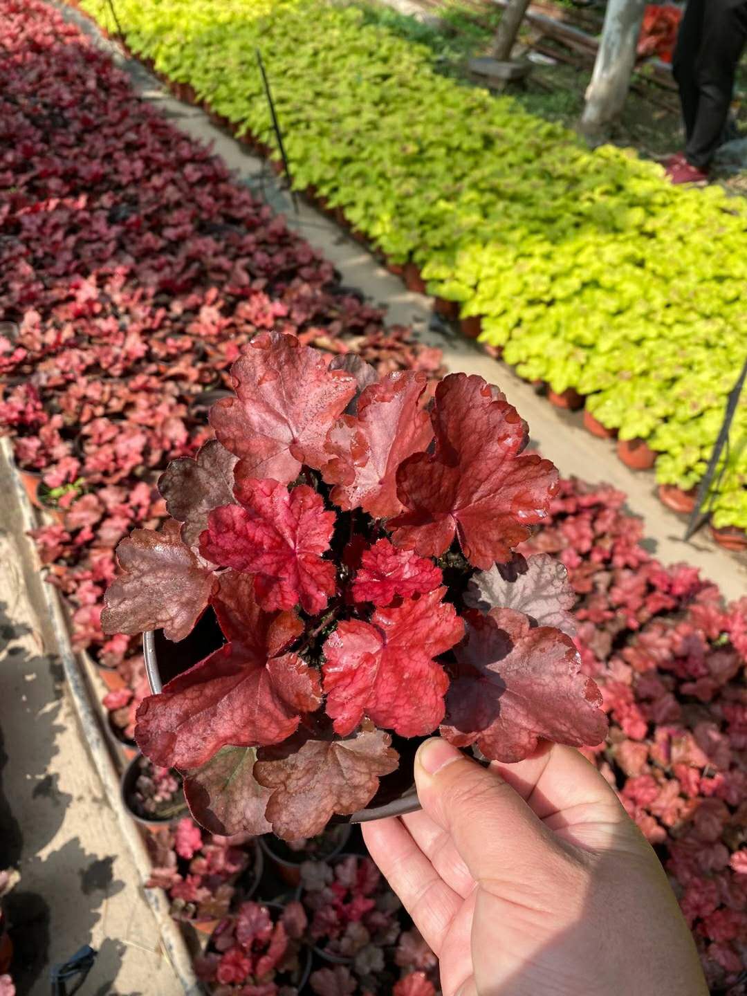 北京矾根种植基地，十多种颜色实拍