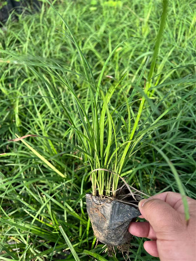 常年种植麦冬草营养杯苗