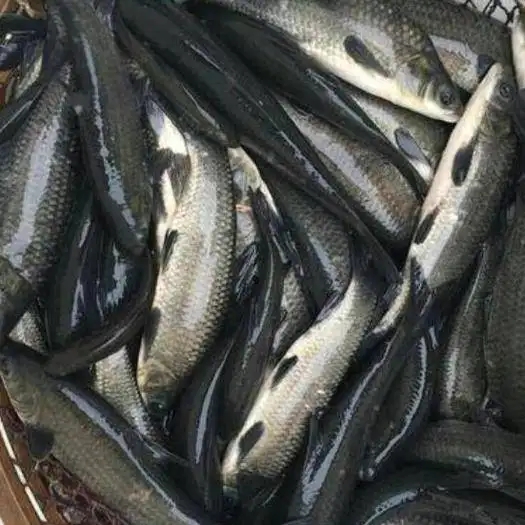 魚苗養殖基地 各種淡水魚出售