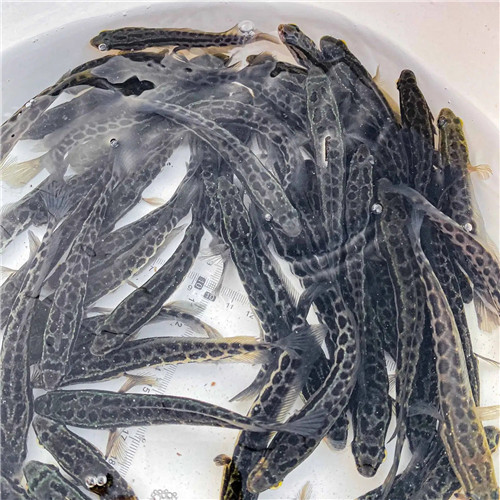各種品類魚苗批發 魚苗出售