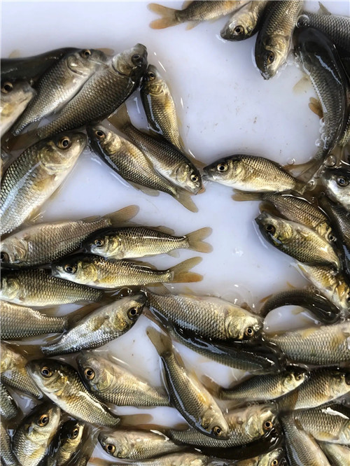 魚苗養殖批發就找衡水冀華源漁業