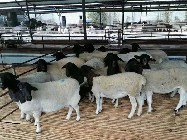 供应多胎黑头杜泊羊种公羊澳洲白种公羊