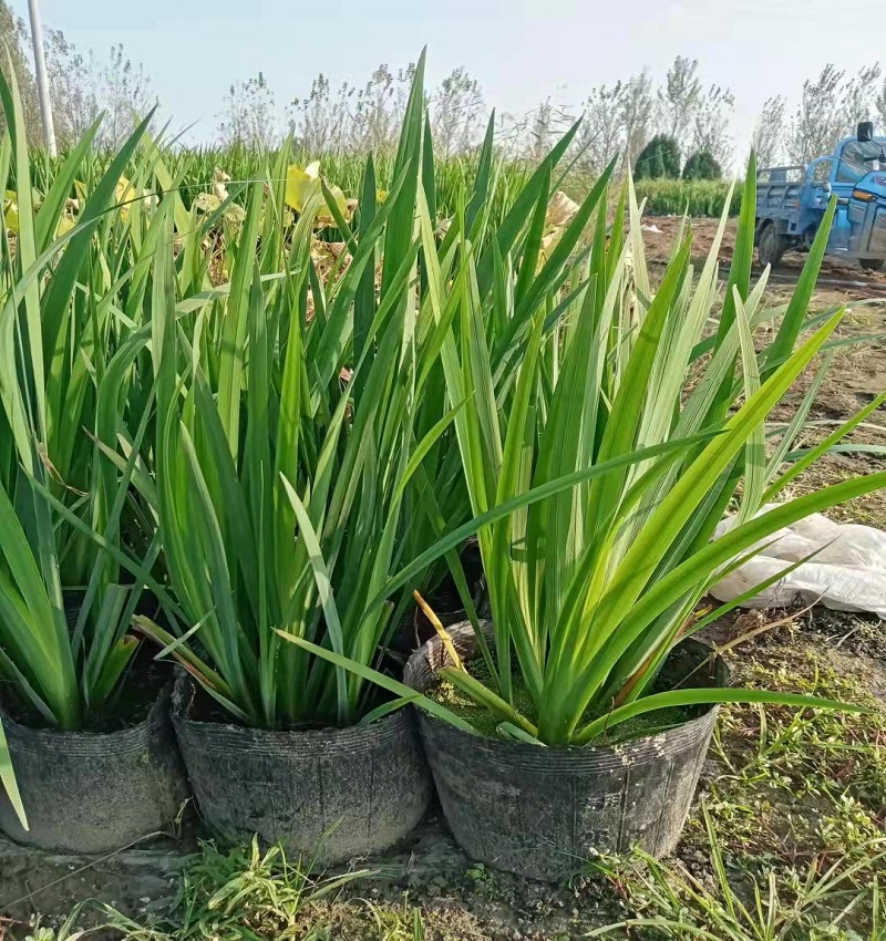 营养钵黄菖蒲培育种植价格