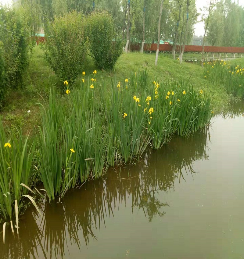 潜流湿地种植黄菖蒲种苗施工