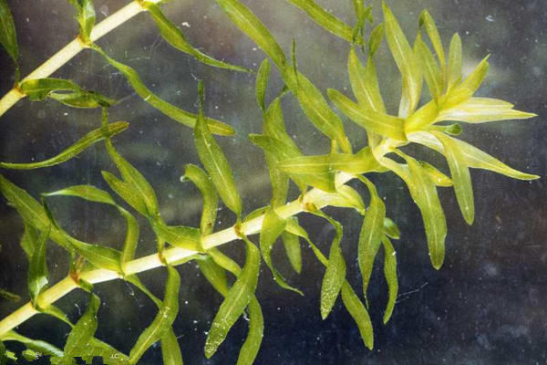 沉水植物伊乐藻种苗销售价格