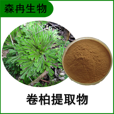 森冉生物 卷柏提取物 回阳草提取物 植物提取原料粉