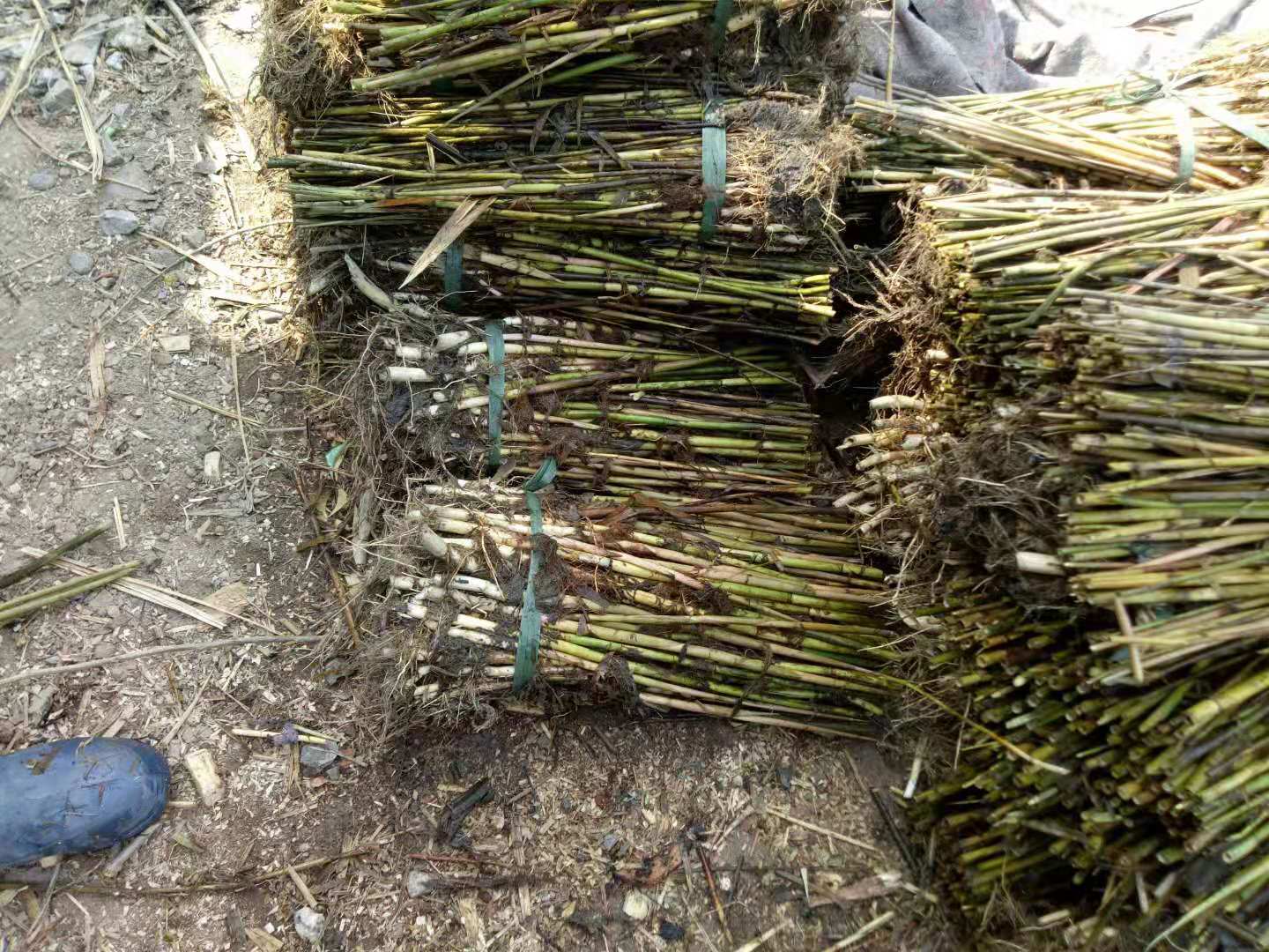 绿化芦苇苗种植价格 芦苇种苗种植