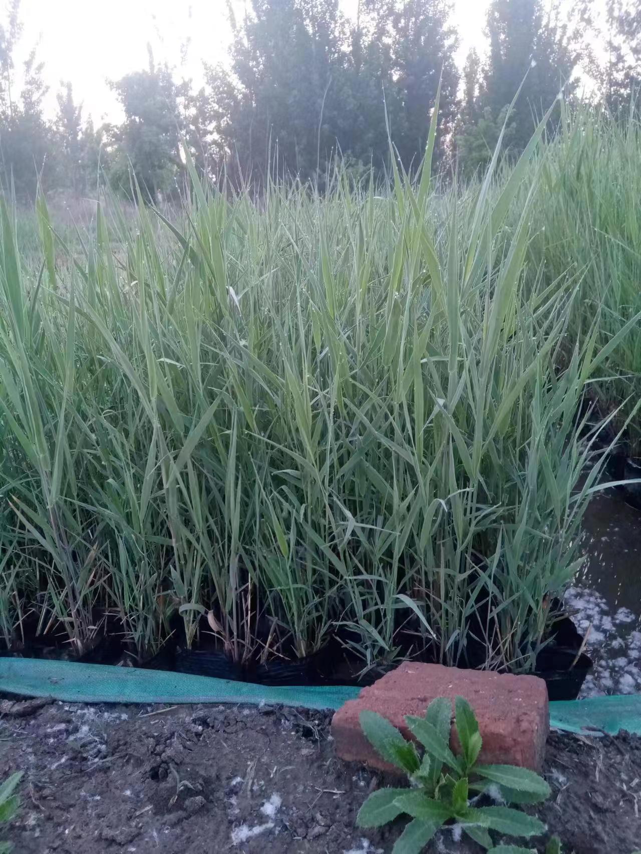 盆栽香蒲种苗种植基地 盆栽香蒲价格