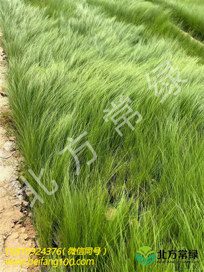 针茅的种植方法及图片北京基地分享？