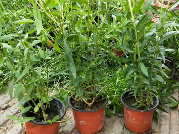 宿根植物千屈菜种苗种植销售价格