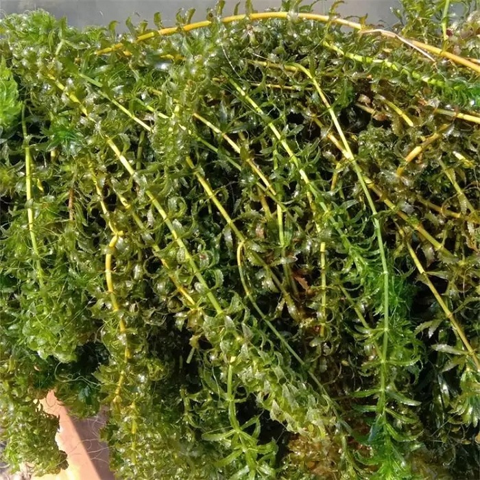 沉水植物伊乐藻种植基地 伊乐藻施工价格