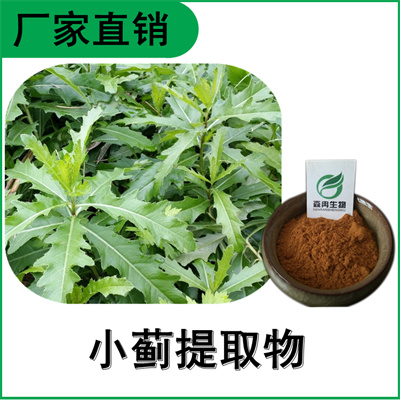 森冉生物 小蓟提取物 刺儿菜提取物 植物提取原料粉